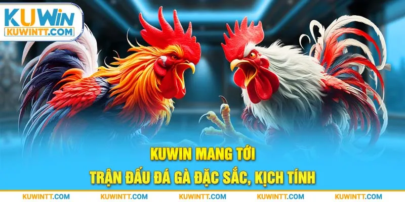 Kuwin mang tới trận đấu đá gà đặc sắc, kịch tính 